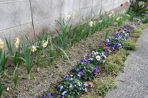 チューリップの芽が出た