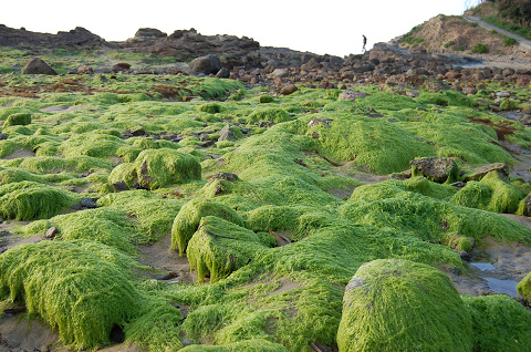 磯の海藻