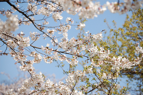 2010年の桜－い