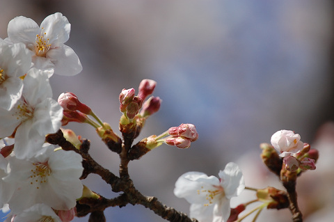 2010年の桜－ろ