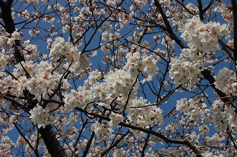 2010年の桜－は