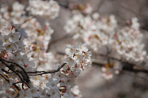 2010年の桜－に