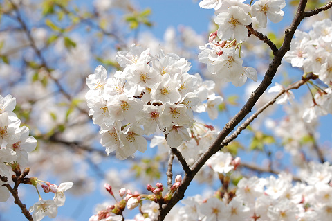 2010年の桜－ほ