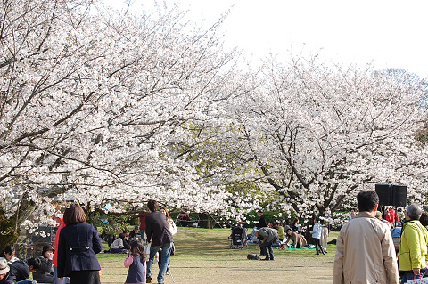 2010年の桜－は