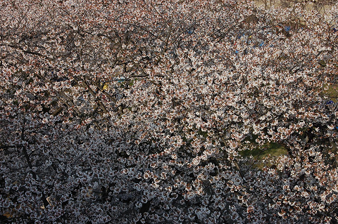 2010年の桜－に