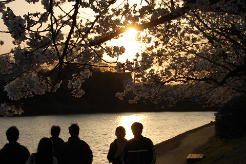 2010年の桜－ほ