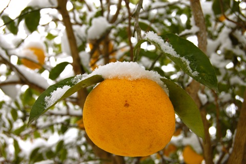 カボスに雪