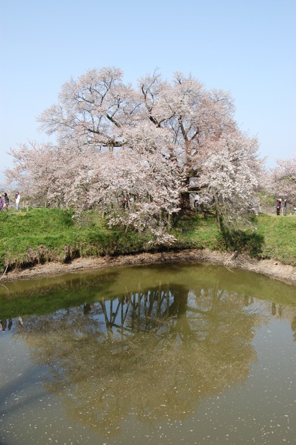 浅井の一本桜