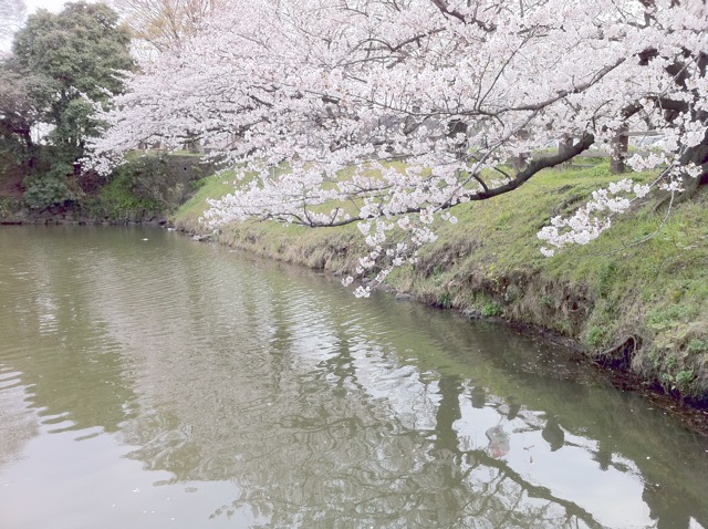 ナルシストの桜