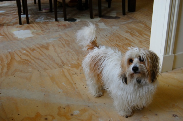 フランス語を解す犬