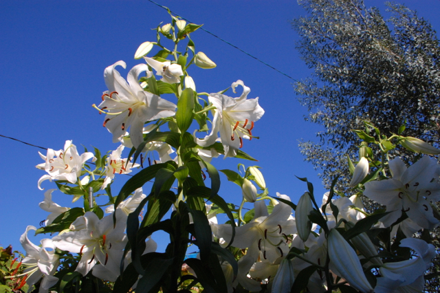 Lily "Casa blanca" shining in the sun