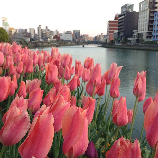 中洲の昼の花