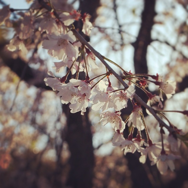 was at hanami picnic, only to see a little sakura, though, had a relaxing holiday.