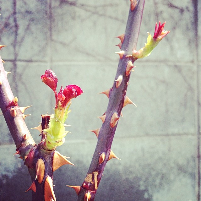 practicing to bloom already?