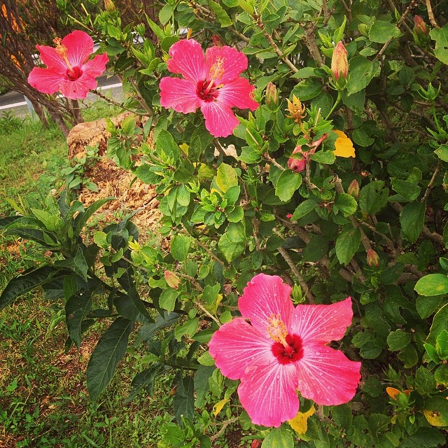 蝉が鳴いてます。Can hear cicadas singing♪