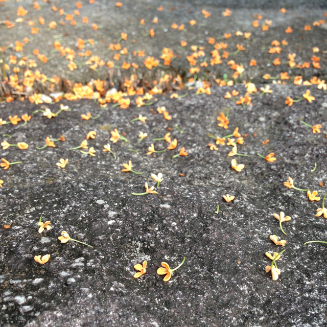 orange osmanthus, fallen.