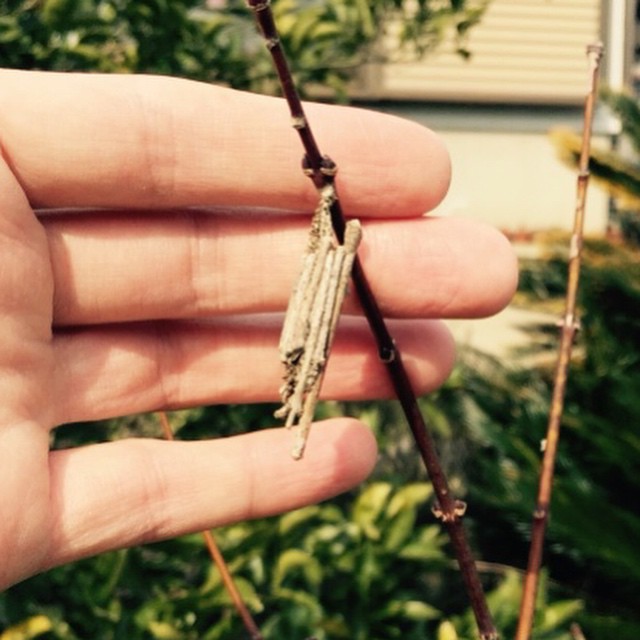 うちの庭で発見。Bagworm found in my yard.