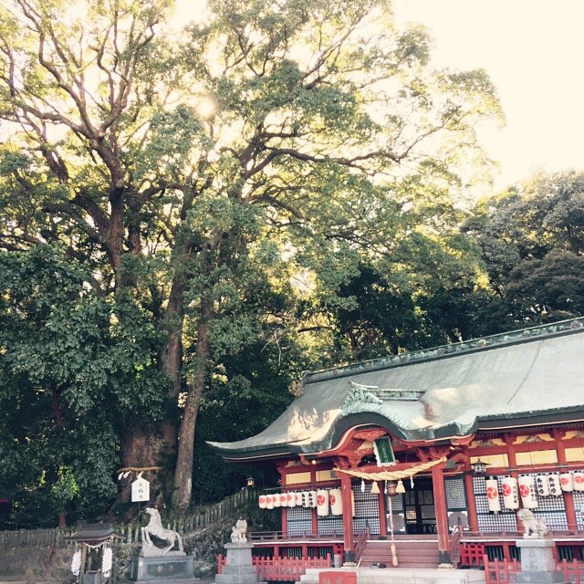 Huge camphor by the shrine