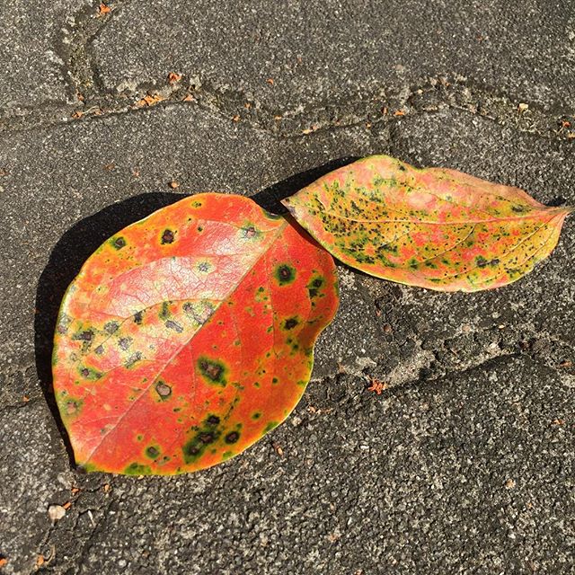 柿の葉に写し取られた惑星の配置。秋ですなあ。