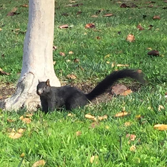 今日も晴れ。公園には先客が。