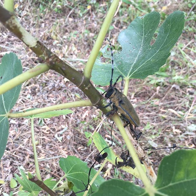 幹を食べる犯人発見。ご移動して頂きました。#ウチの庭 #イチジク #カミキリムシ