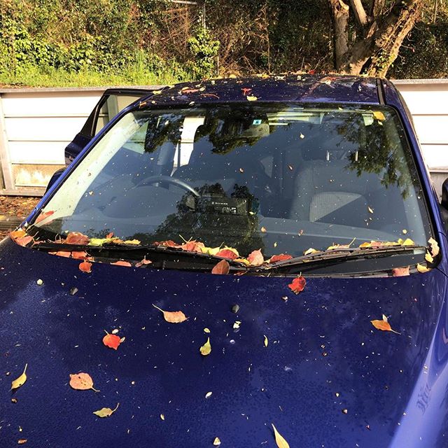 駐車場を覆うクスノキは今が落葉シーズン。新芽の準備が出来てからお色直しのようです。#クスノキ #楠