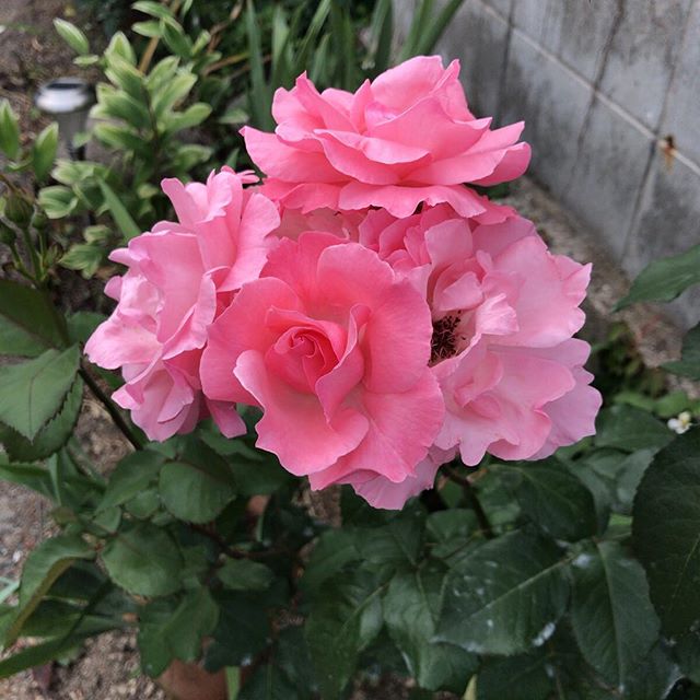 集合写真 #ウチの庭 #バラ #rose