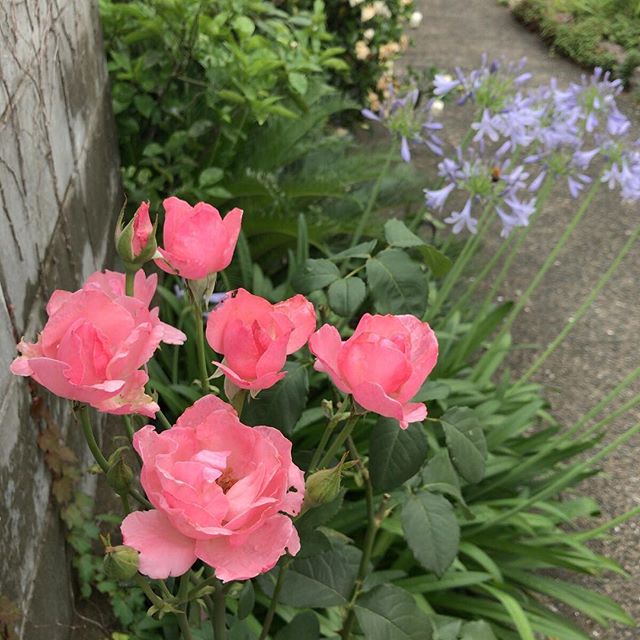 集合写真。奥のアガパンサスも五分咲きくらいかな。#バラ #rose #アガパンサス #agapanthus #ウチの庭