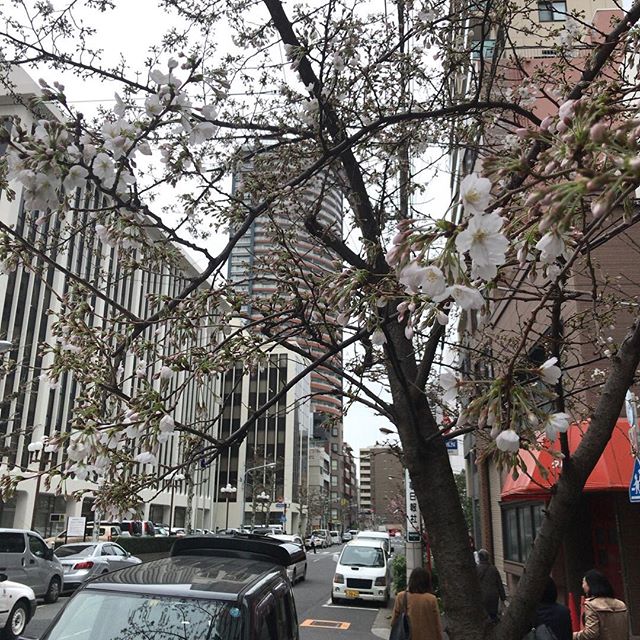 桜越しに #今日の一点透視図法 。ほんと、もう咲き始めてますね。