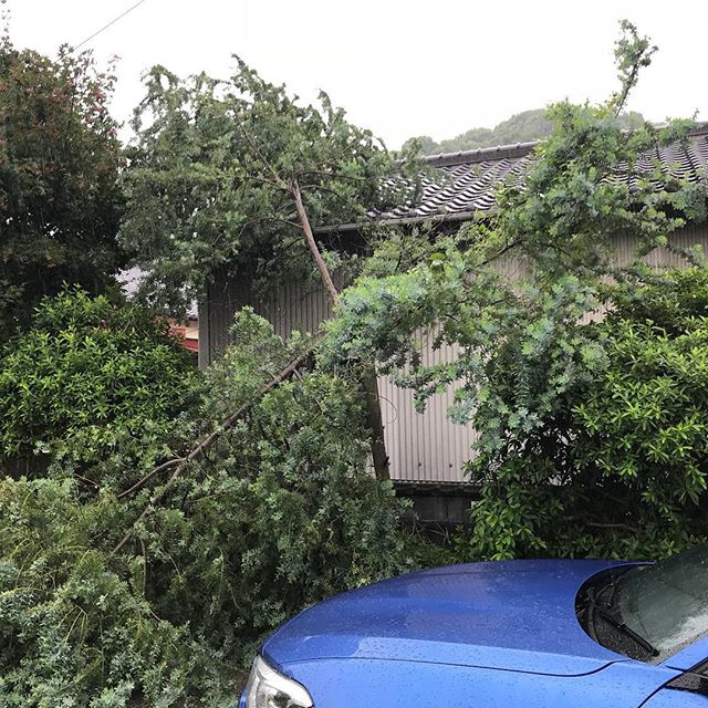 毎年3月末に春を告げてくれるウチのミモザ、この前の台風で3分の1くらいに折れちゃいました。一時は車も所定位置に入れずでしたが今は大丈夫。マメ科だから成長は早いはず。応援します。#ミモザ #ウチの庭