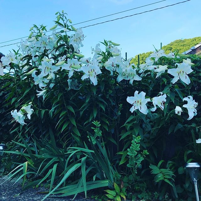 ジャジャーンと今年も時期になりました。やはり夕方になると香りが強くなります。初めは球根3つだったのだけど毎年増えてこんな豪華に。#カサブランカ #ウチの庭