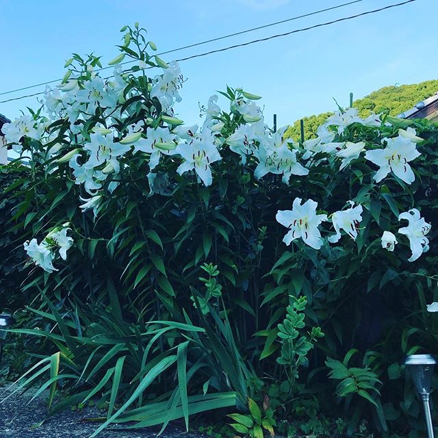 ジャジャーンと今年も時期になりました。やはり夕方になると香りが強くなります。初めは球根３つだったのだけど毎年増えてこんな豪華に。#カサブランカ #ウチの庭