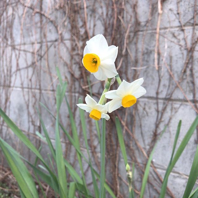 かがんでくんくんしましたよ、もちろん。#ウチの庭 #水仙 #スイセン #narcissus