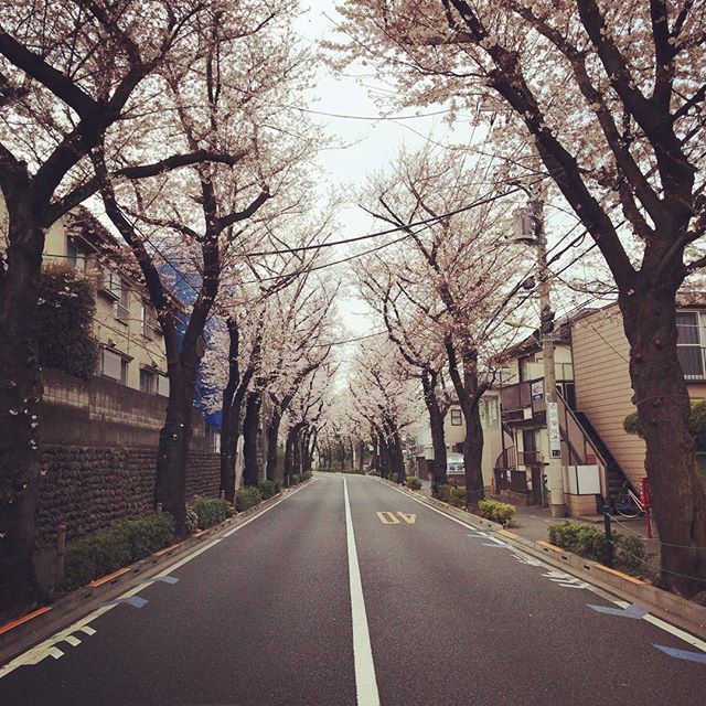 遠回りになっちゃってもこの通りを選んで帰ります。#今日の一点透視図法 #桜並木