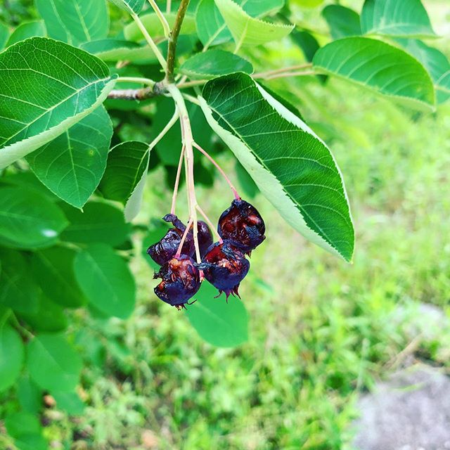 「明日摘もう」と思って翌日見に行ったらことごとく鳥に食べられてた。まあそれはそれで誰かの役にたったならよいね。#ウチの庭 #ジューンベリー