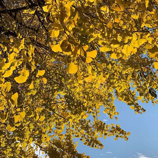 Glittering ginko tree