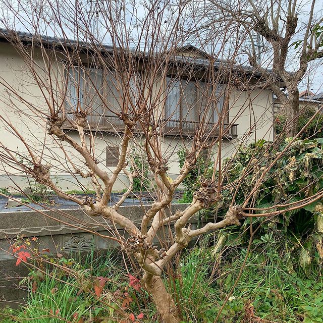 Before and after. #ウチの庭　#サルスベリ #crapemyrtle myrtle