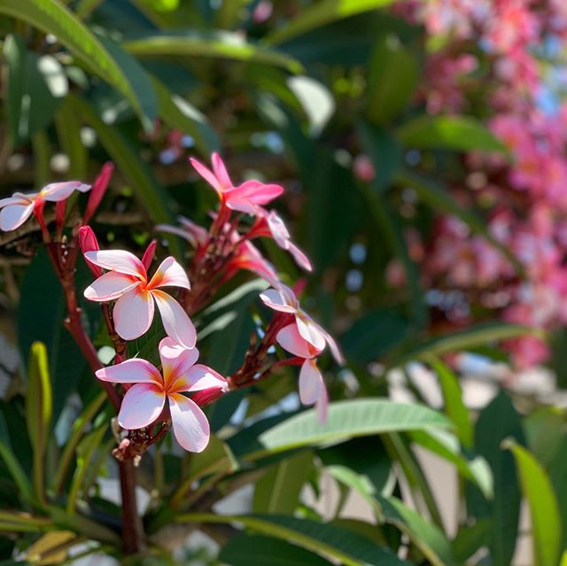 近所を歩き回るだけでも割とたくさんプルメリアを見ます。こんなのが庭木!Walk around the neighborhood and found plumeria trees, as garden plant!