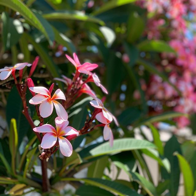 近所を歩き回るだけでも割とたくさんプルメリアを見ます。こんなのが庭木！Walk around the neighborhood and found plumeria trees, as garden plant!