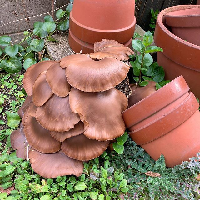 植木鉢と色が似てたので初めは見逃したけど巨大なキノコらに気がついて二度見した。They disguised themselves as the pots around them but I did spot them! Huge mushrooms... #ウチの庭