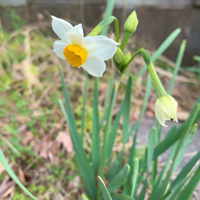 わざわざかがんでクンクンします。Have to bend down to sniff spring. #スイセン #水仙 #narcissus #ウチの庭