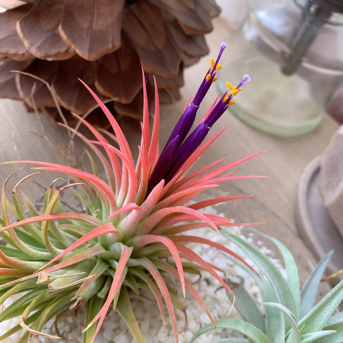 昨晩はまだだったのに、今朝起きたら咲いてた！#チランジア　#tillandsia