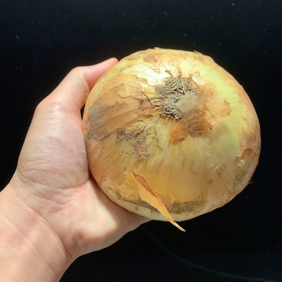 Huge! #onion