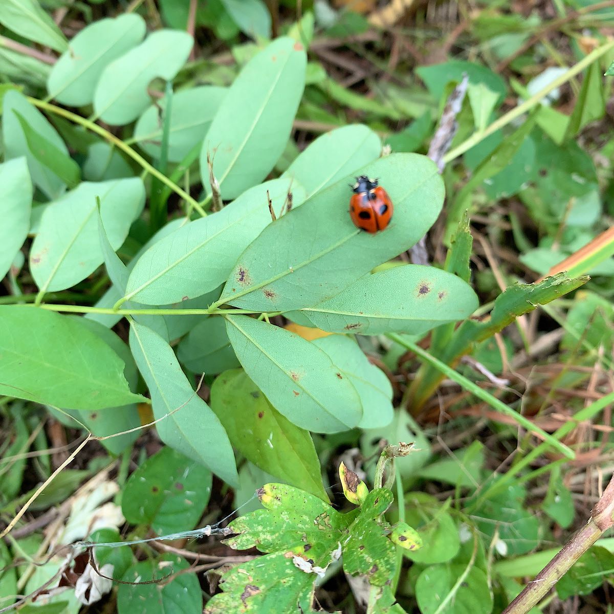 庭で剪定、除草中に。お邪魔します。　#marienkäfer #ladybug #テントウムシ　#ウチの庭