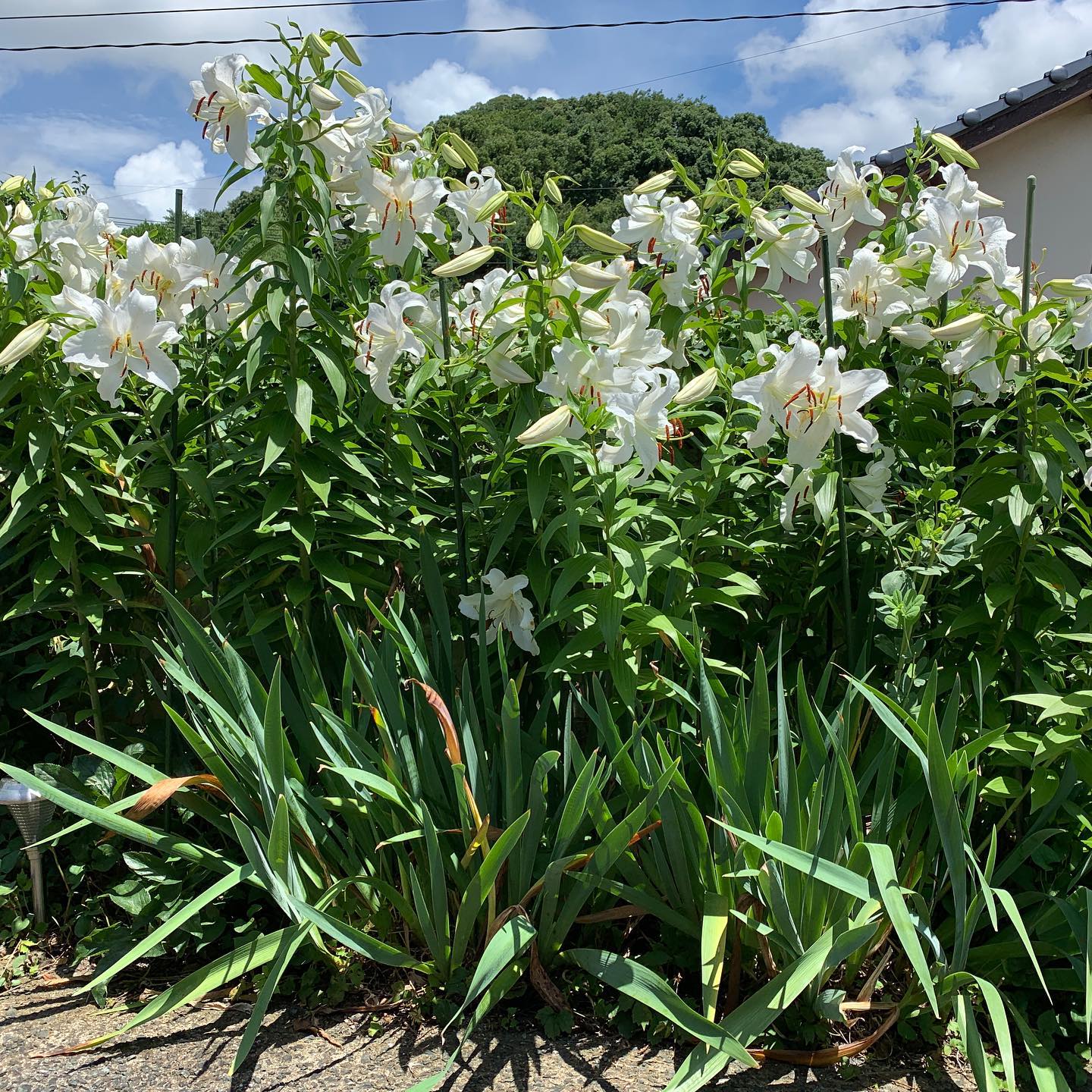 #カサブランカ　今年も満開！ずいぶん昔に３つの球根を植えたのがこんなに増えました。　#ウチの庭