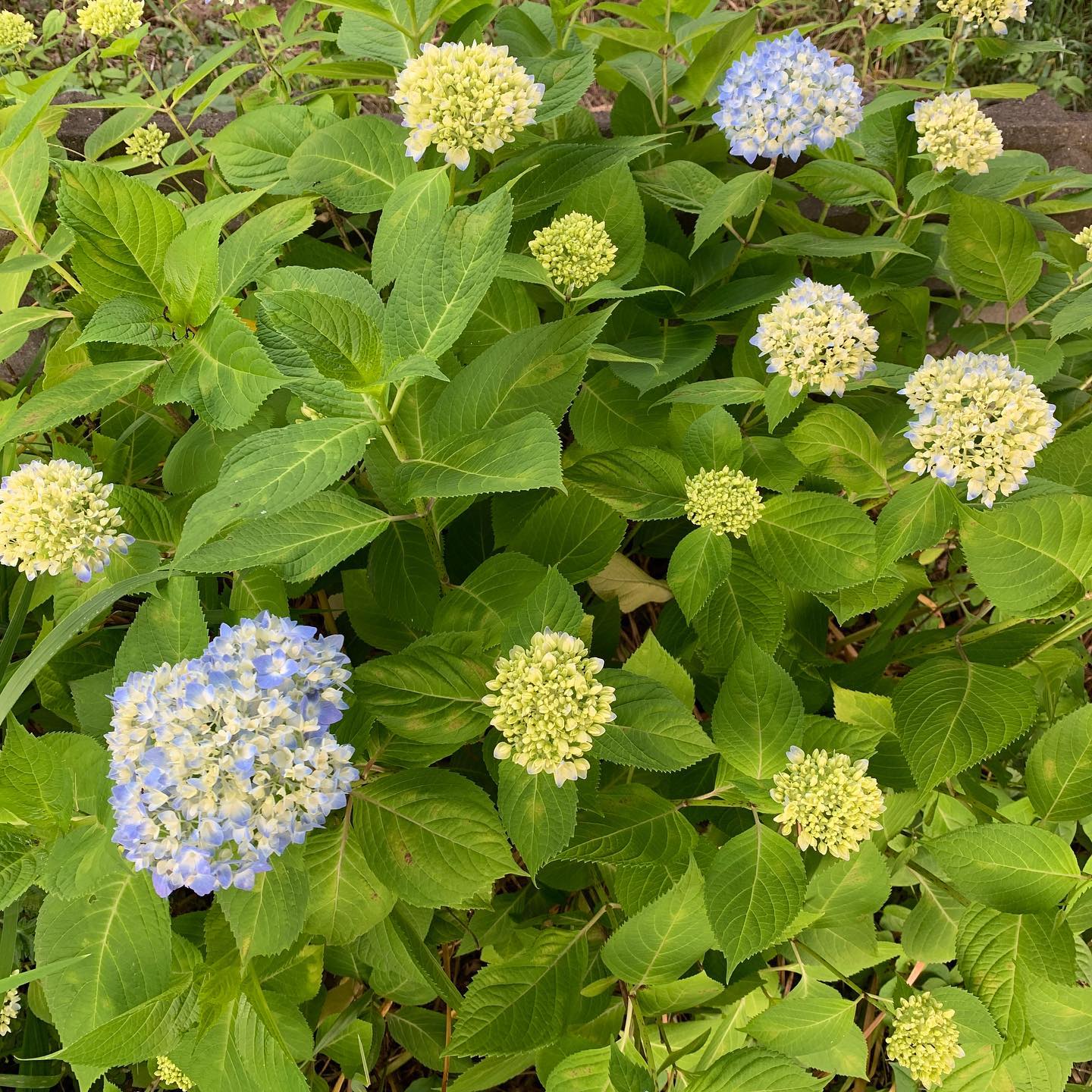 今年ほ色々早い。#アジサイ#紫陽花#hydrangea#hortensia#ウチの庭
