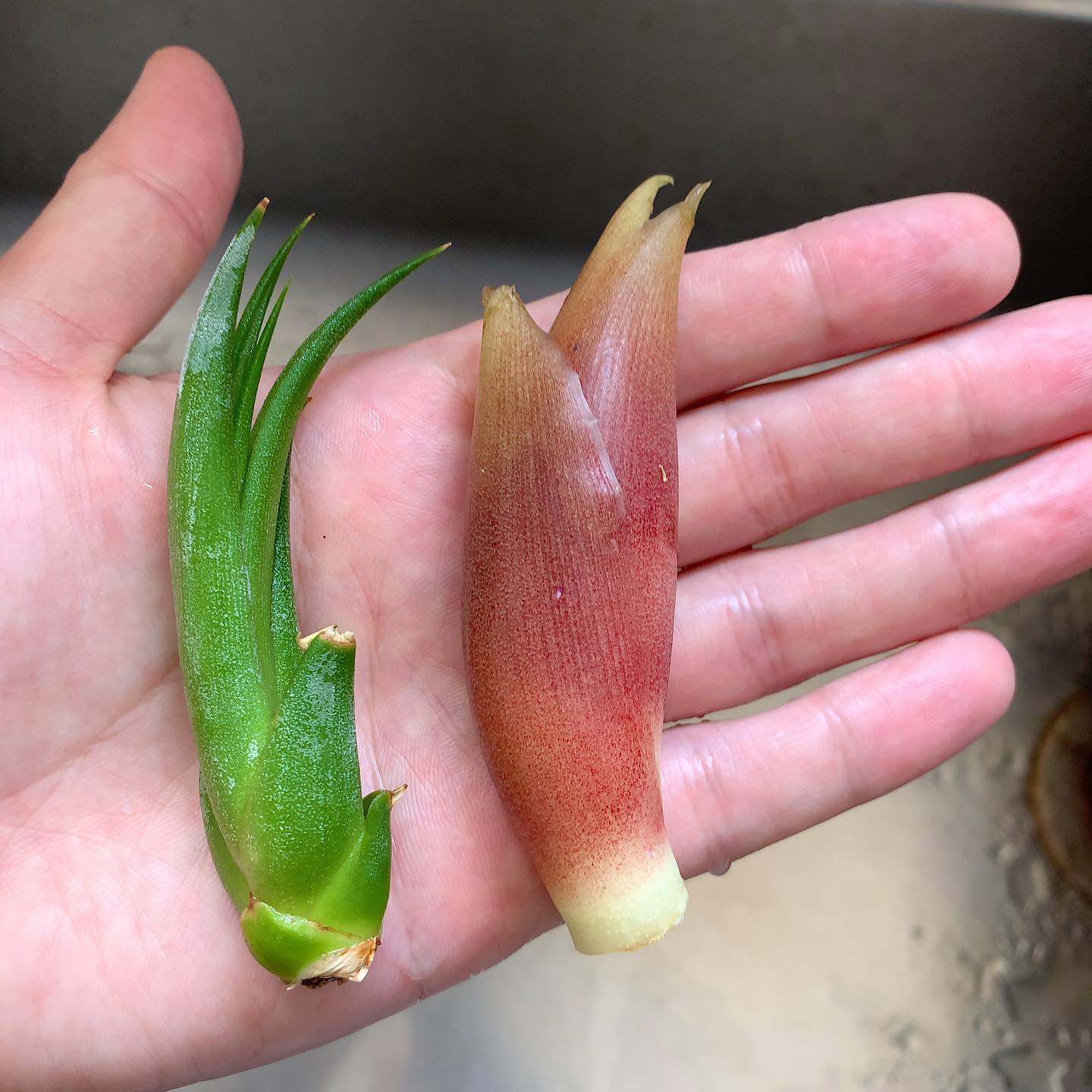 百均で見つけたエアプラントがほぼミョウガ。Can’t differentiate the airplant I got at 100 yen shop from a Japanese ginger.