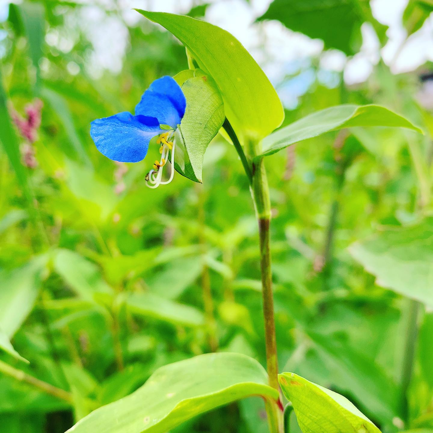 陽があるうちに走りに出るとこんな出会い。Going running before dark gives me the chance to encounter this beauty. #ツユクサ #asiaticdayflower