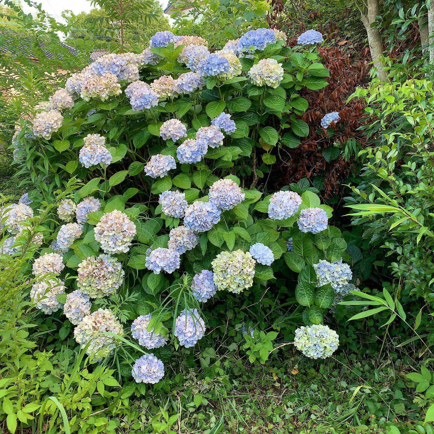 もう盛りはすぎちゃったけど、ウチの紫陽花。僕の背丈くらいの大きさ。庭の奥の方で豪華に。　#ウチの庭　#紫陽花　#アジサイ　#hydrangea  #hortensia