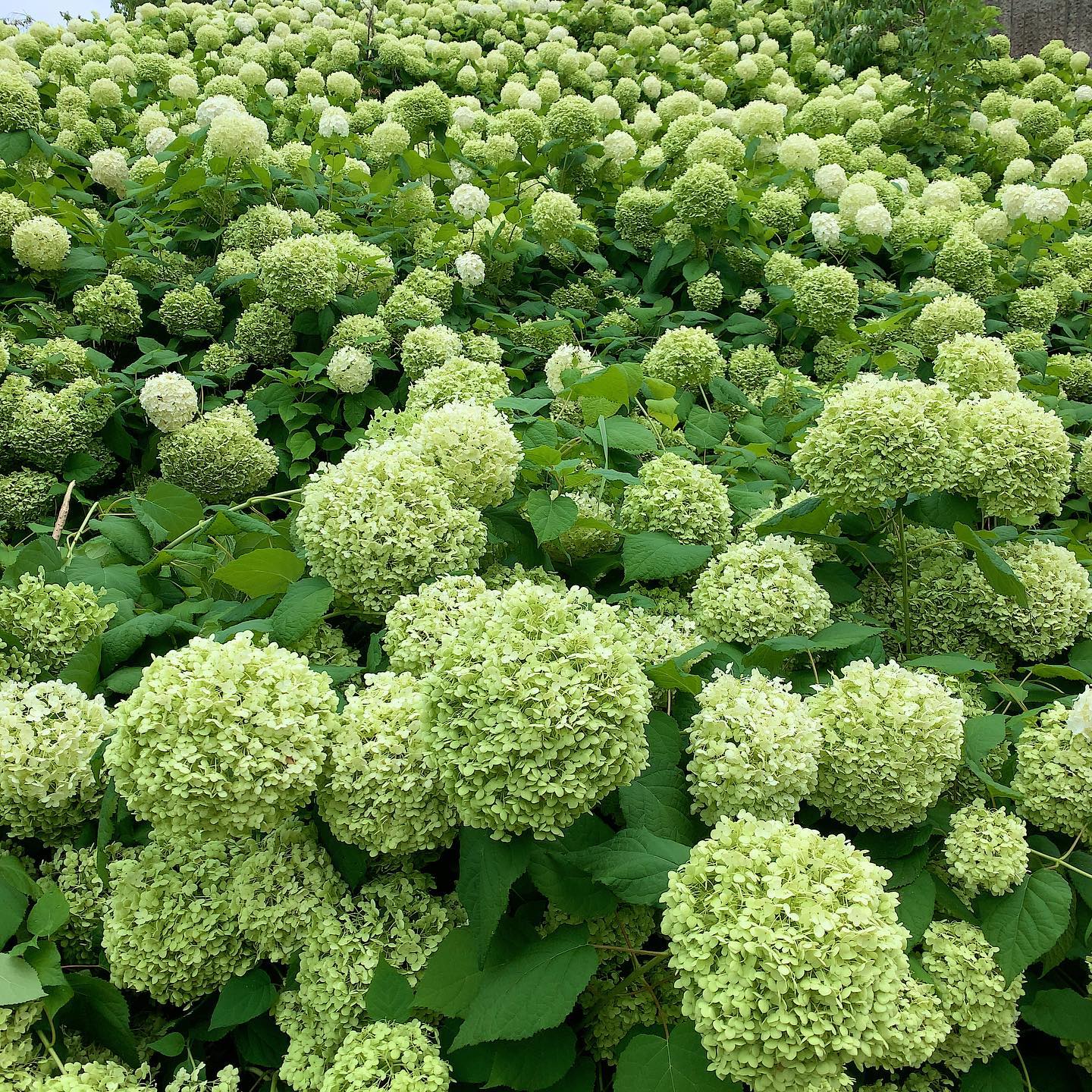 時間が経ったからこんな色なのかなー。これはこれできれい。#アジサイ #hydrangea #hortensia